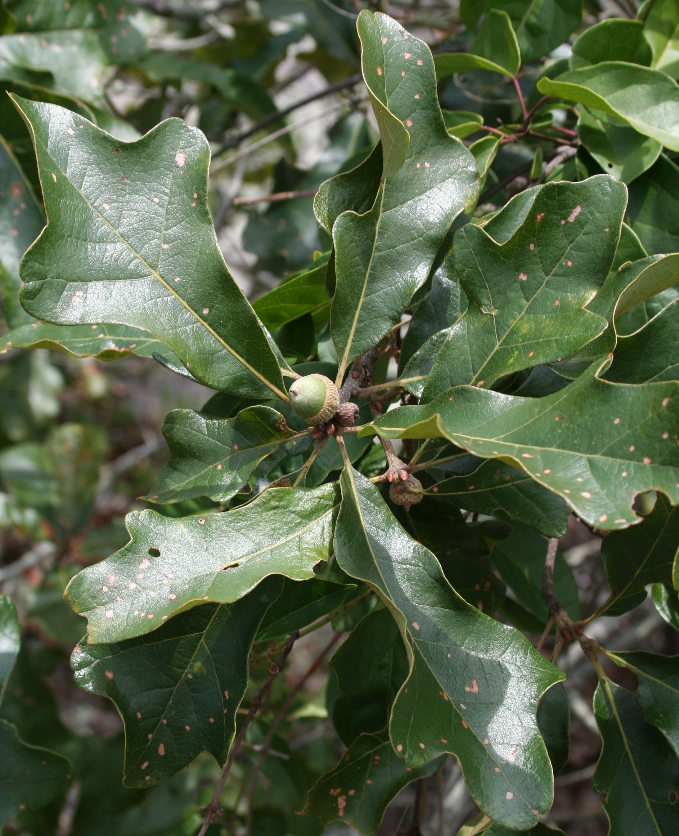 Two Rare Plant Species Discovered at Oak Mountain State Park Outdoor